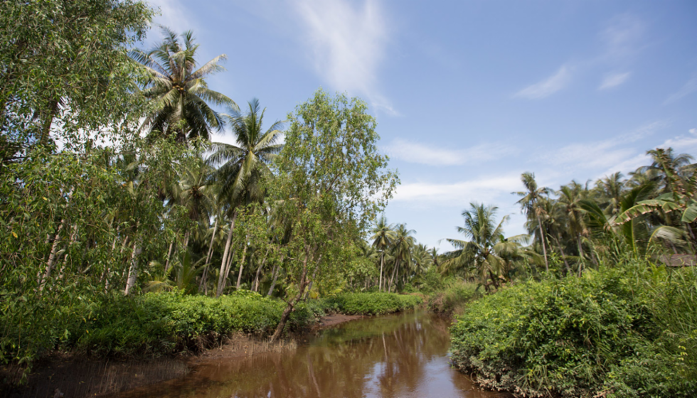 Borneo forest_def.png