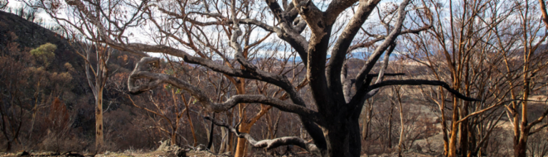 banner Australia new.png